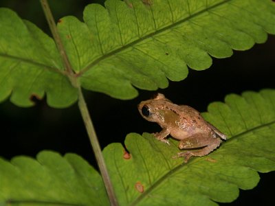 Frog (1)